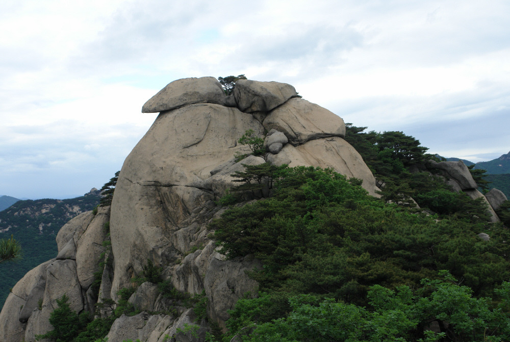 곰과여우 이미지
